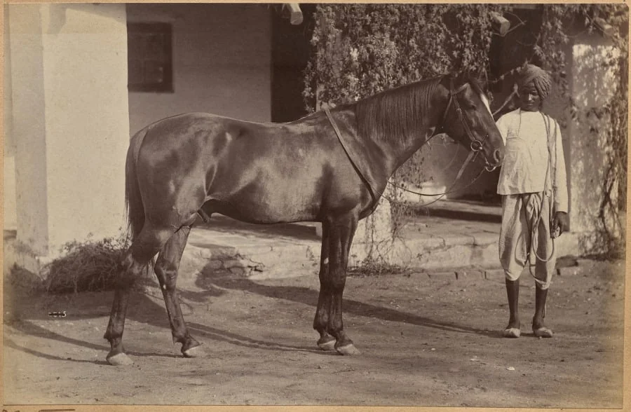 Captain Bailward's horses (recto, bottom)