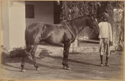 Captain Bailward's horses (recto, bottom)