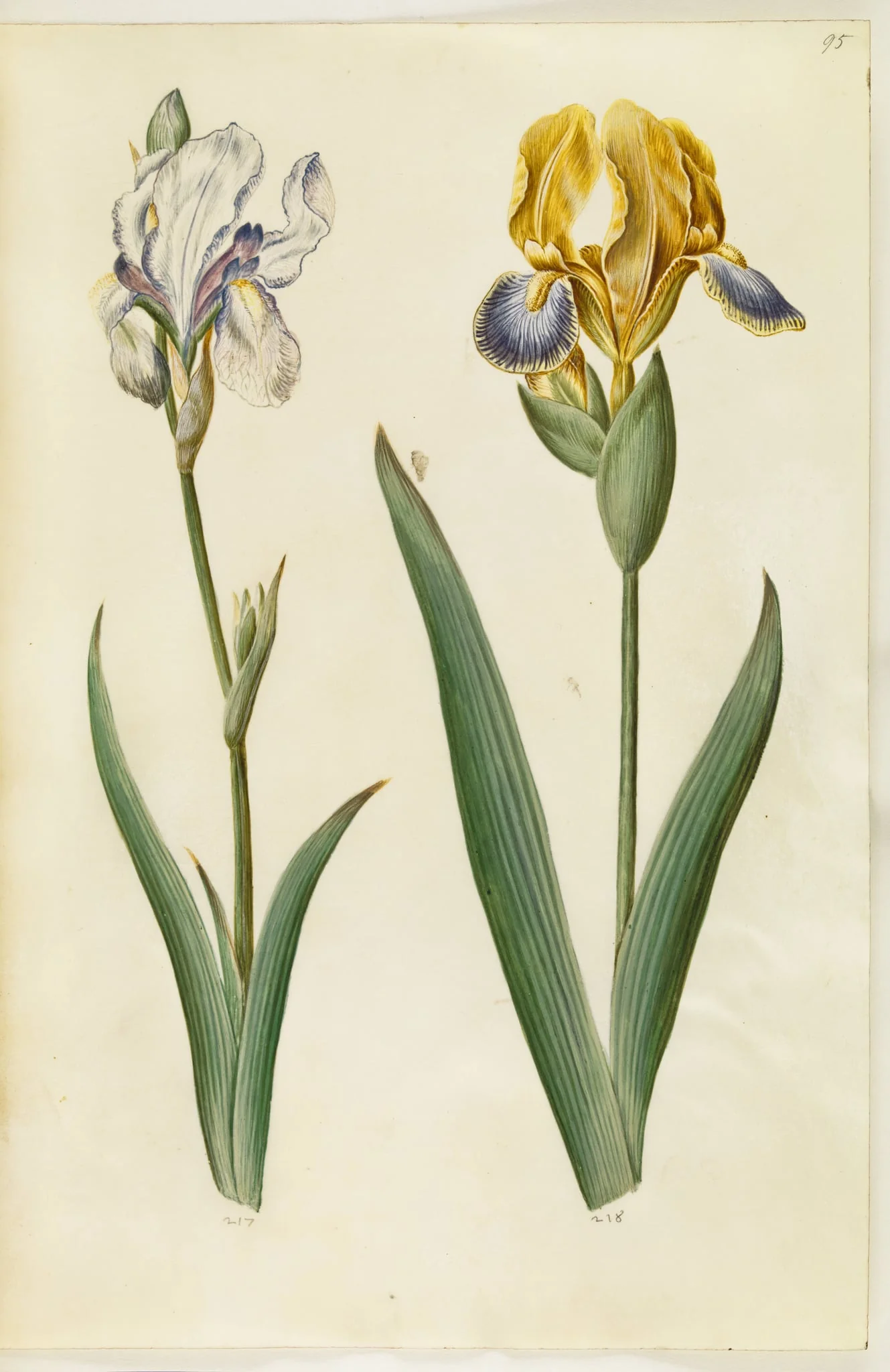 Iris pallida (bleg iris); Iris variegata (broget iris), by Unknown, unspecified, 1650