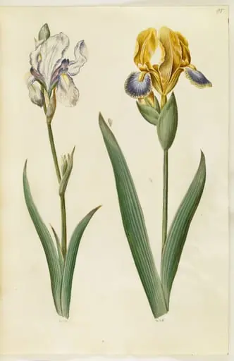 Iris pallida (bleg iris); Iris variegata (broget iris)