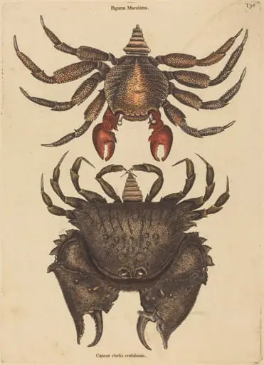 The Red Mottled Rock-crab (Cancer grapsus)