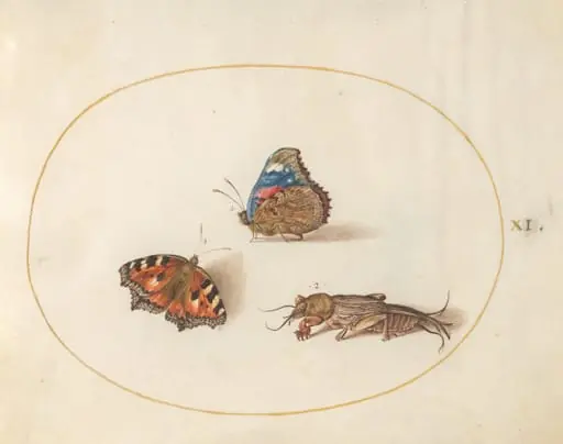 Plate 11: Small Tortoiseshell and Red Admiral Butterflies with a Mole Cricket