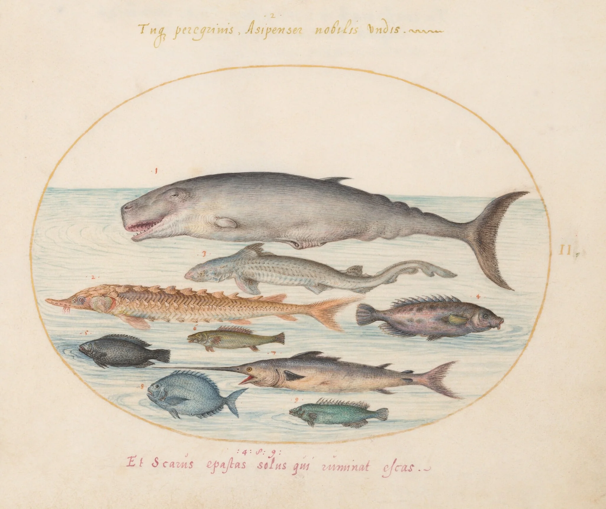 Plate 2: Sperm Whale, Sturgeon, Shark, and Other Fish, by Joris Hoefnagel, gouache, 1594