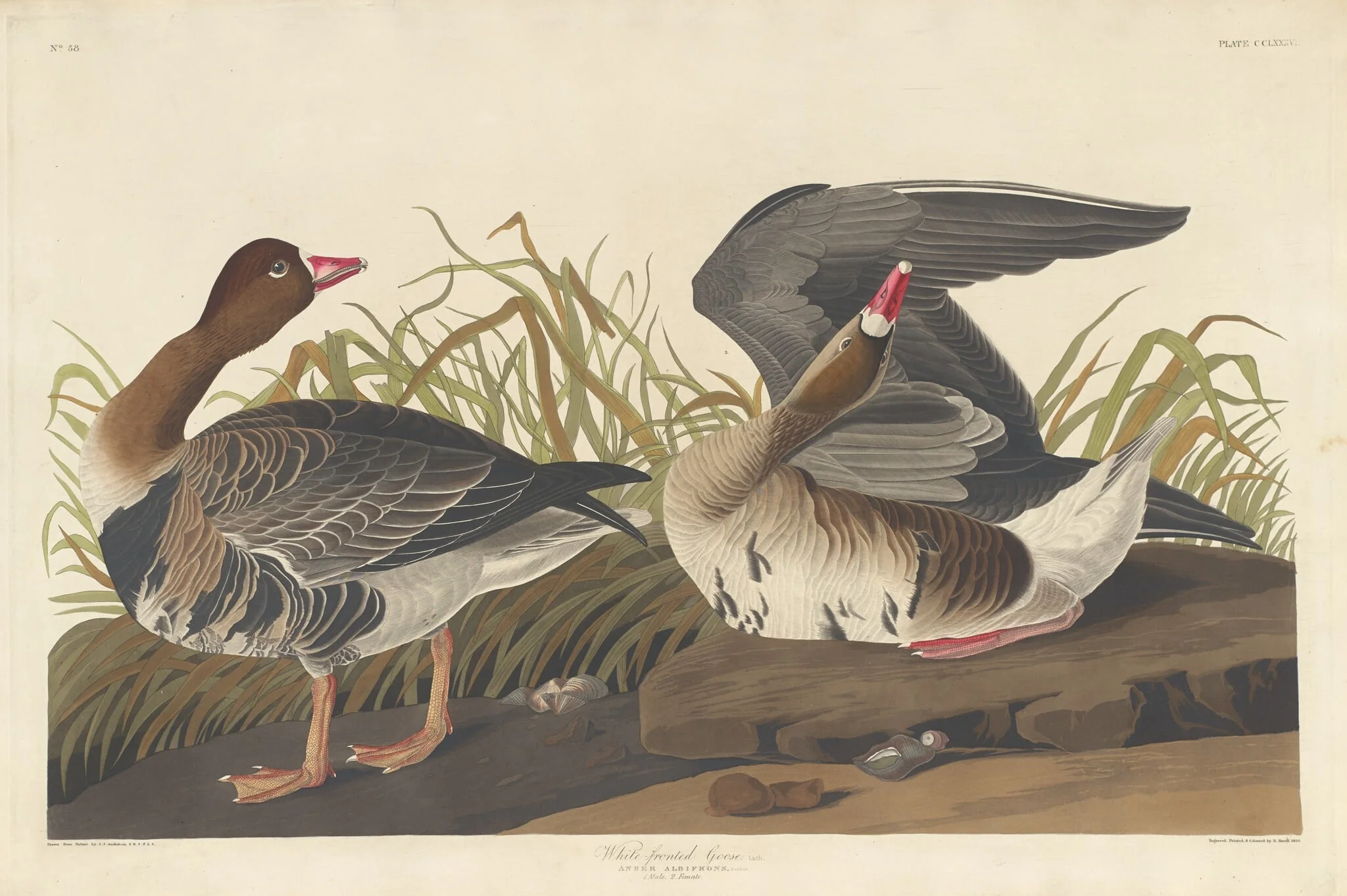 White-fronted Goose, by Robert Havell Jr., ink, 1836