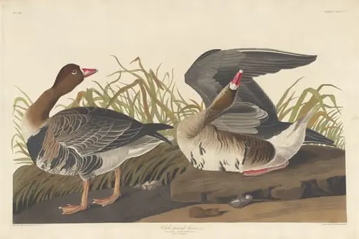White-fronted Goose