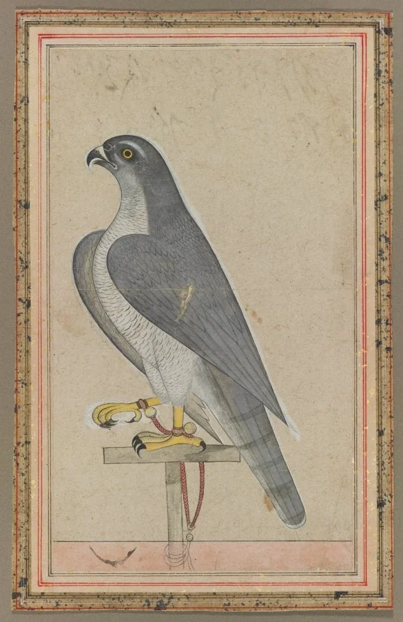 Falcon, by Unknown, unspecified, 1770