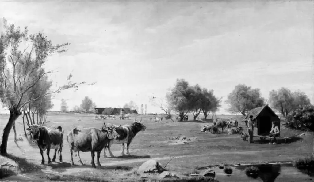 Cows in a Field