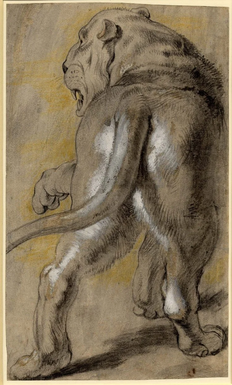 Lion, by Peter Paul Rubens, unspecified, 1614