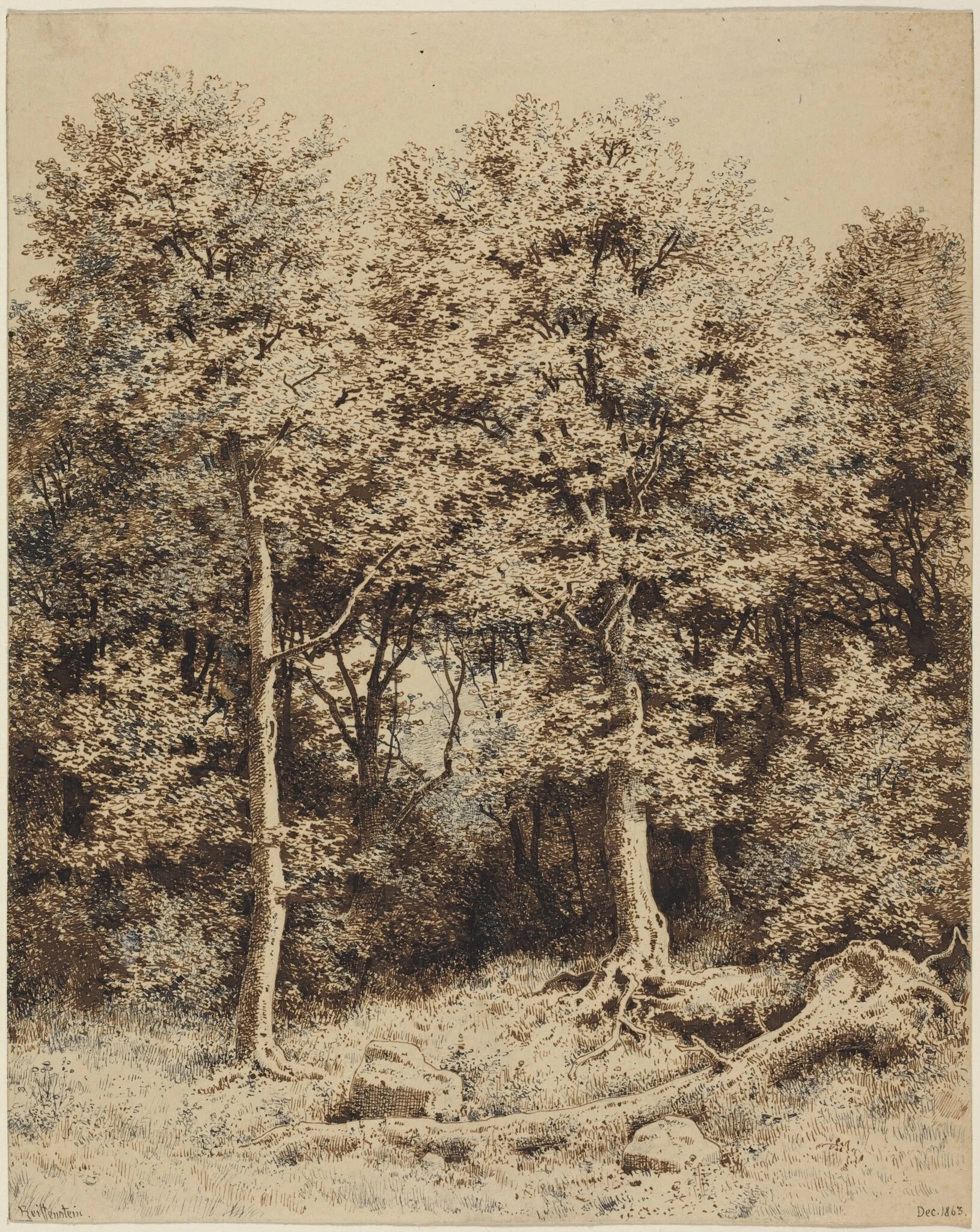 A Copse of Trees, by Karl Theodor Reiffenstein, ink, 1863