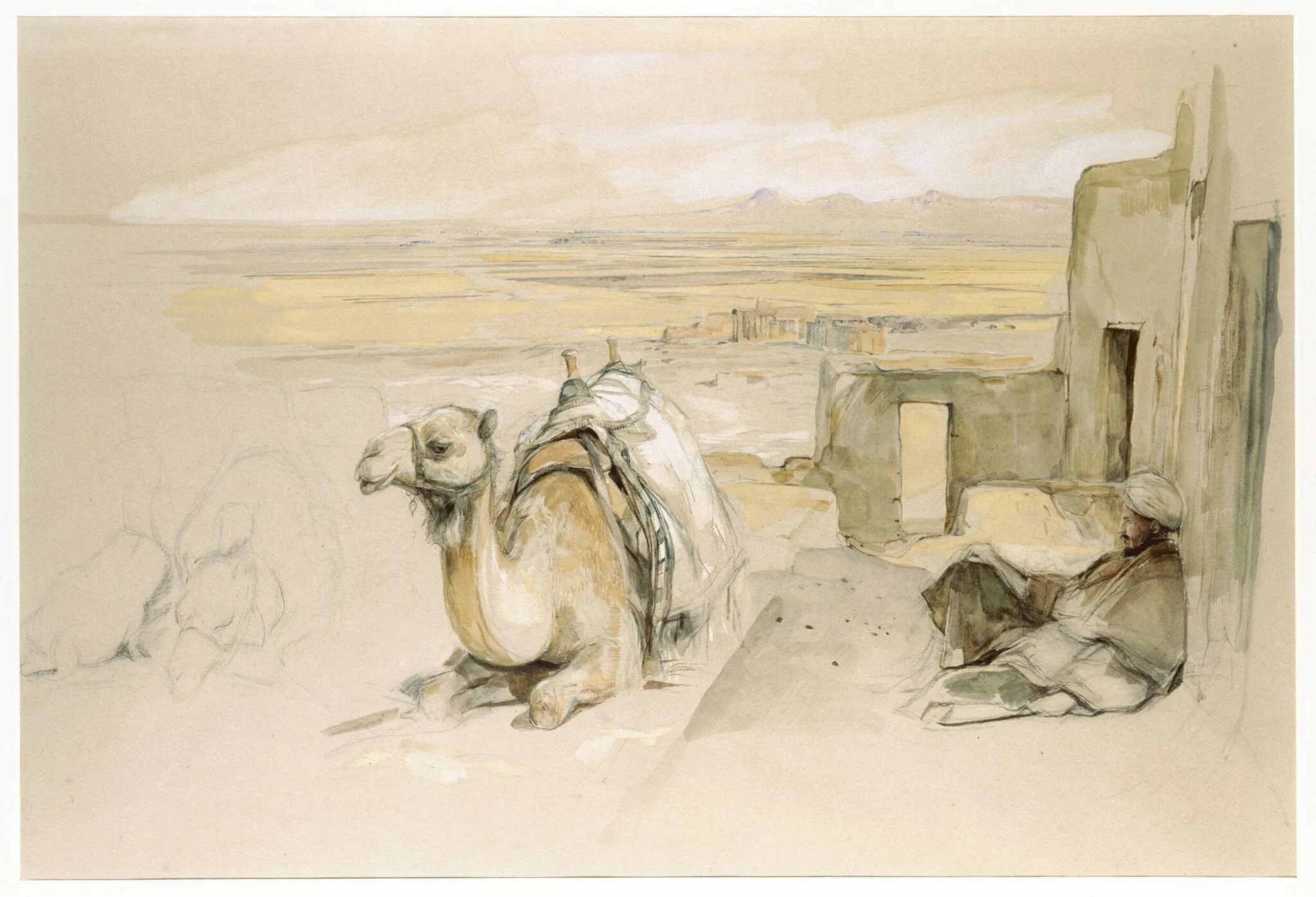 Camels, West Thebes, Egypt