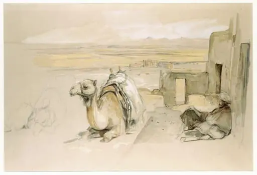 Camels, West Thebes, Egypt