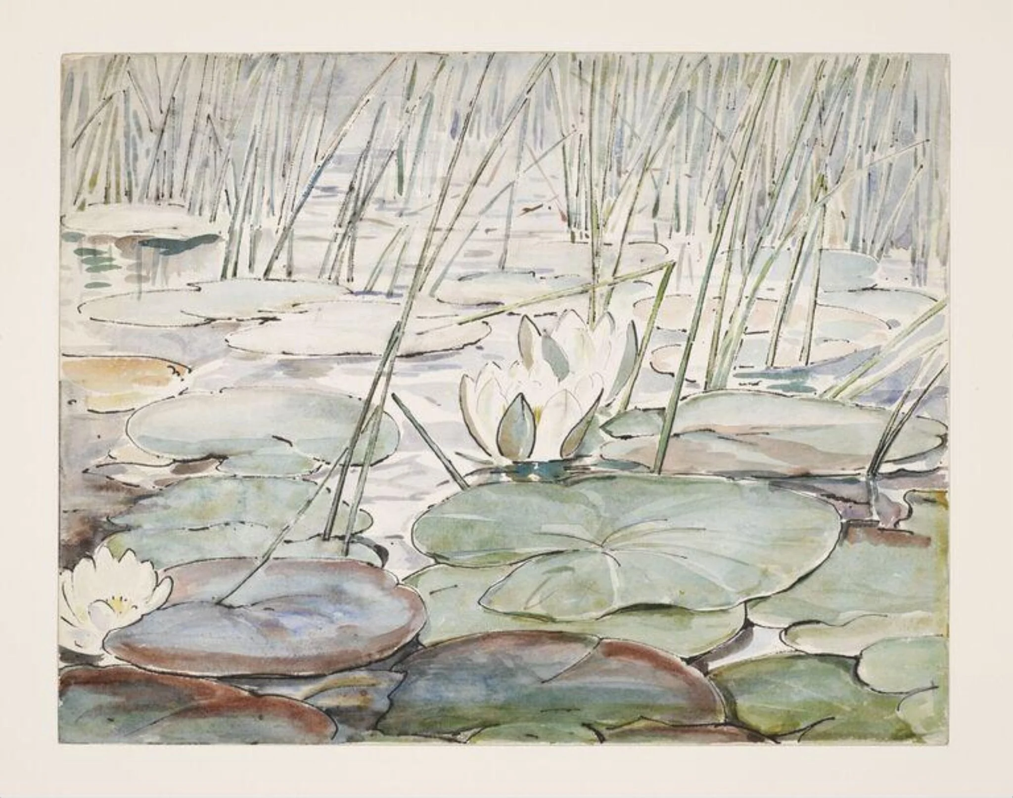 Waterlilies, by Beatrix Potter, watercolor, 1906
