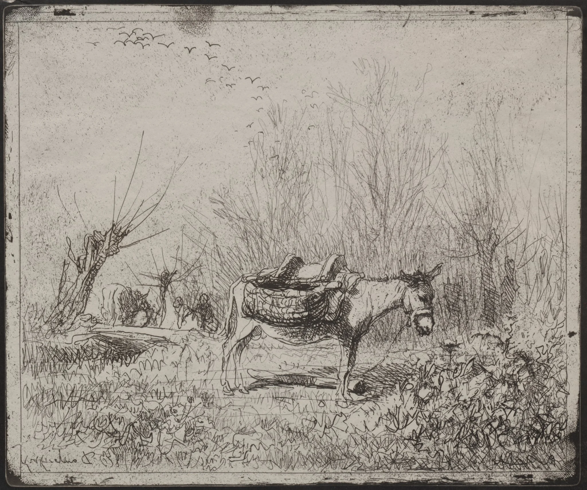 A Donkey in the Field