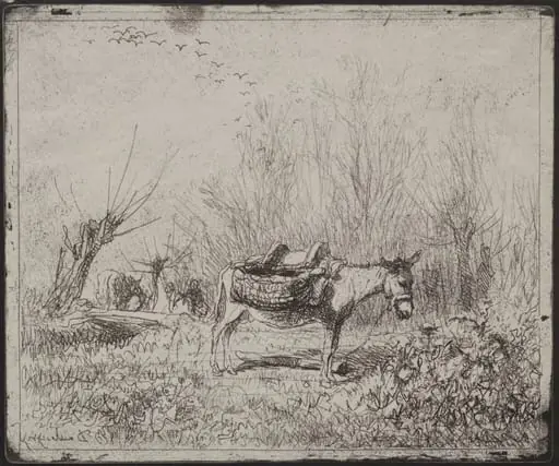 A Donkey in the Field