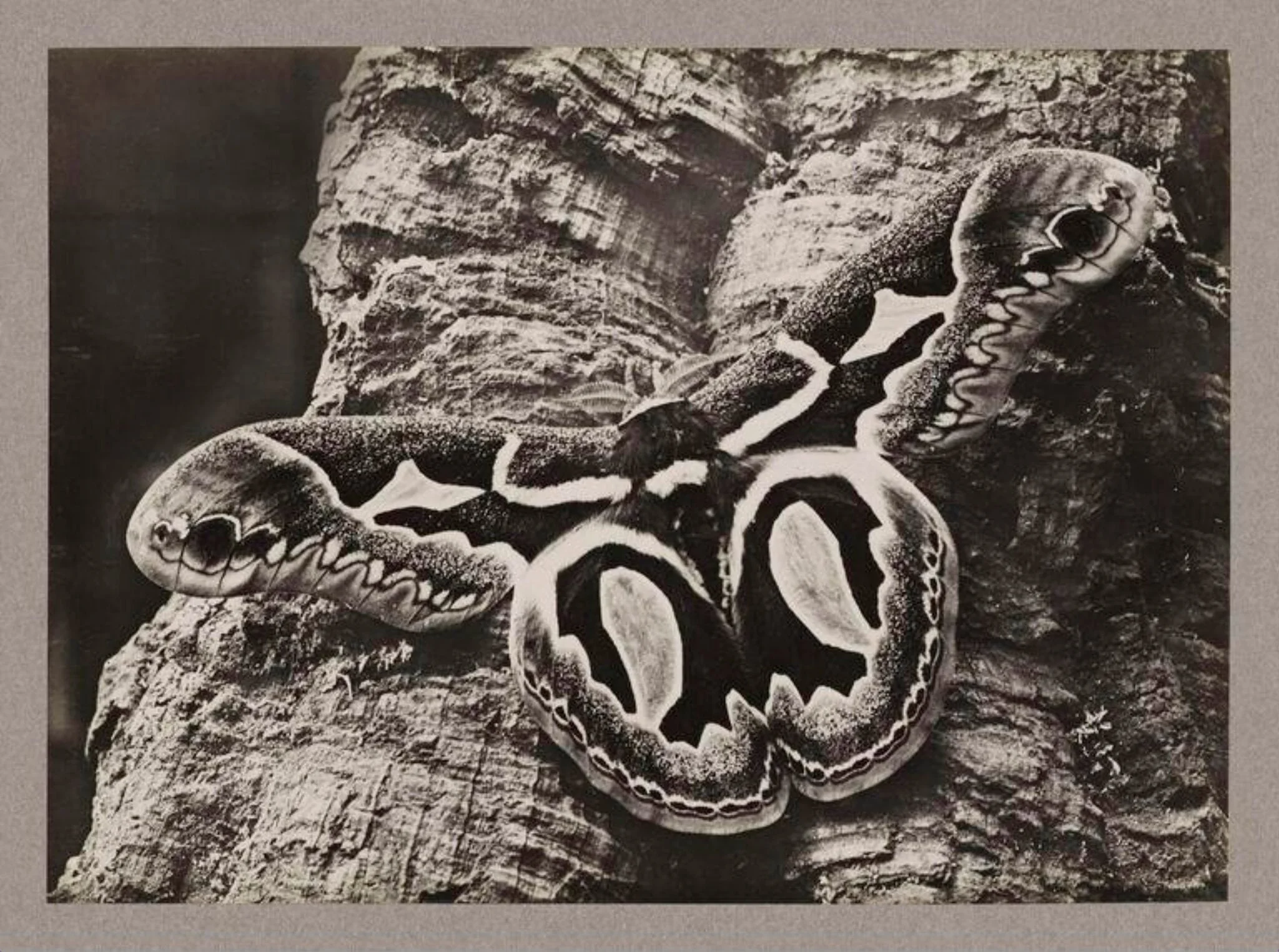 Attacus Jacobaea