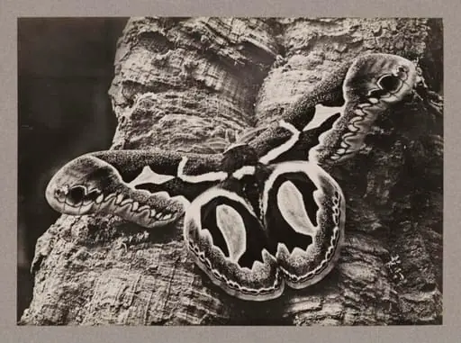 Attacus Jacobaea