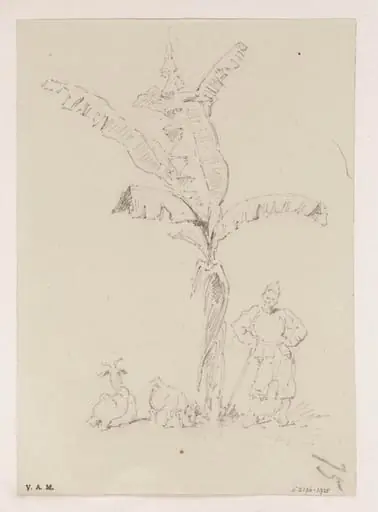 A Chinese man and two goats beneath a banana palm