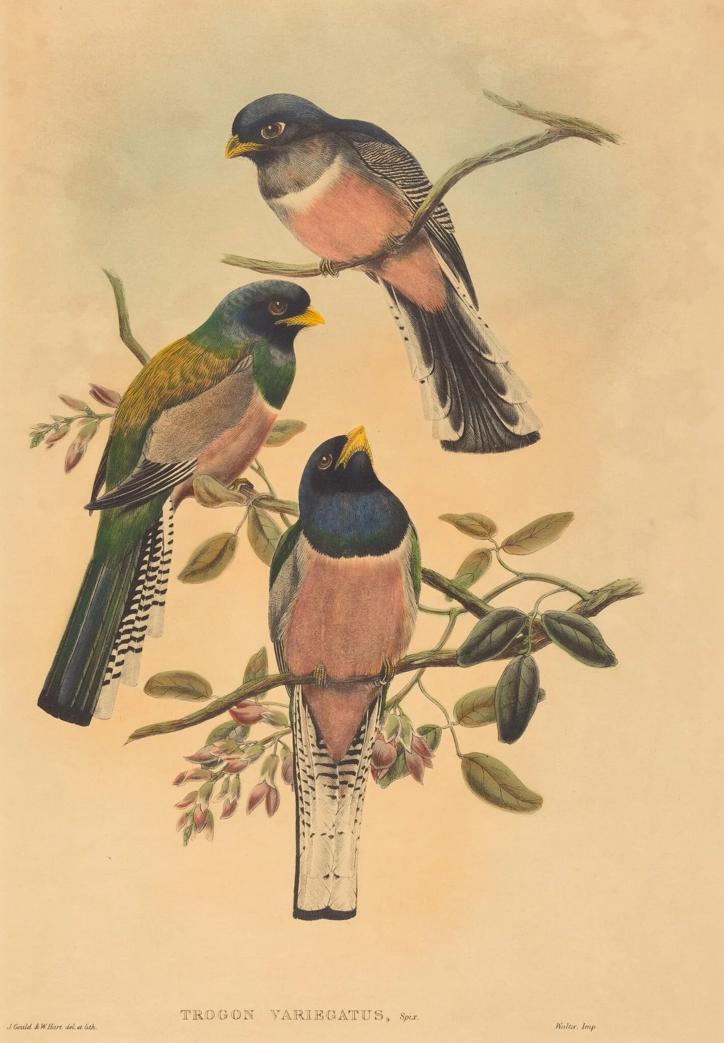 Trogan variegatus, by John Gould, ink, 1837