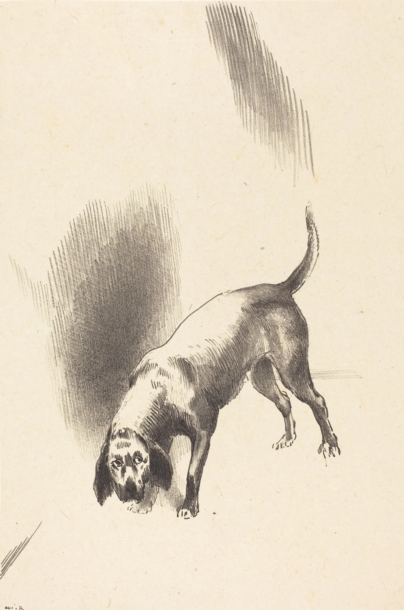 The Dog