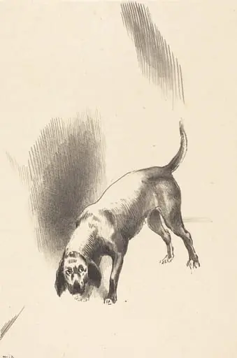 The Dog