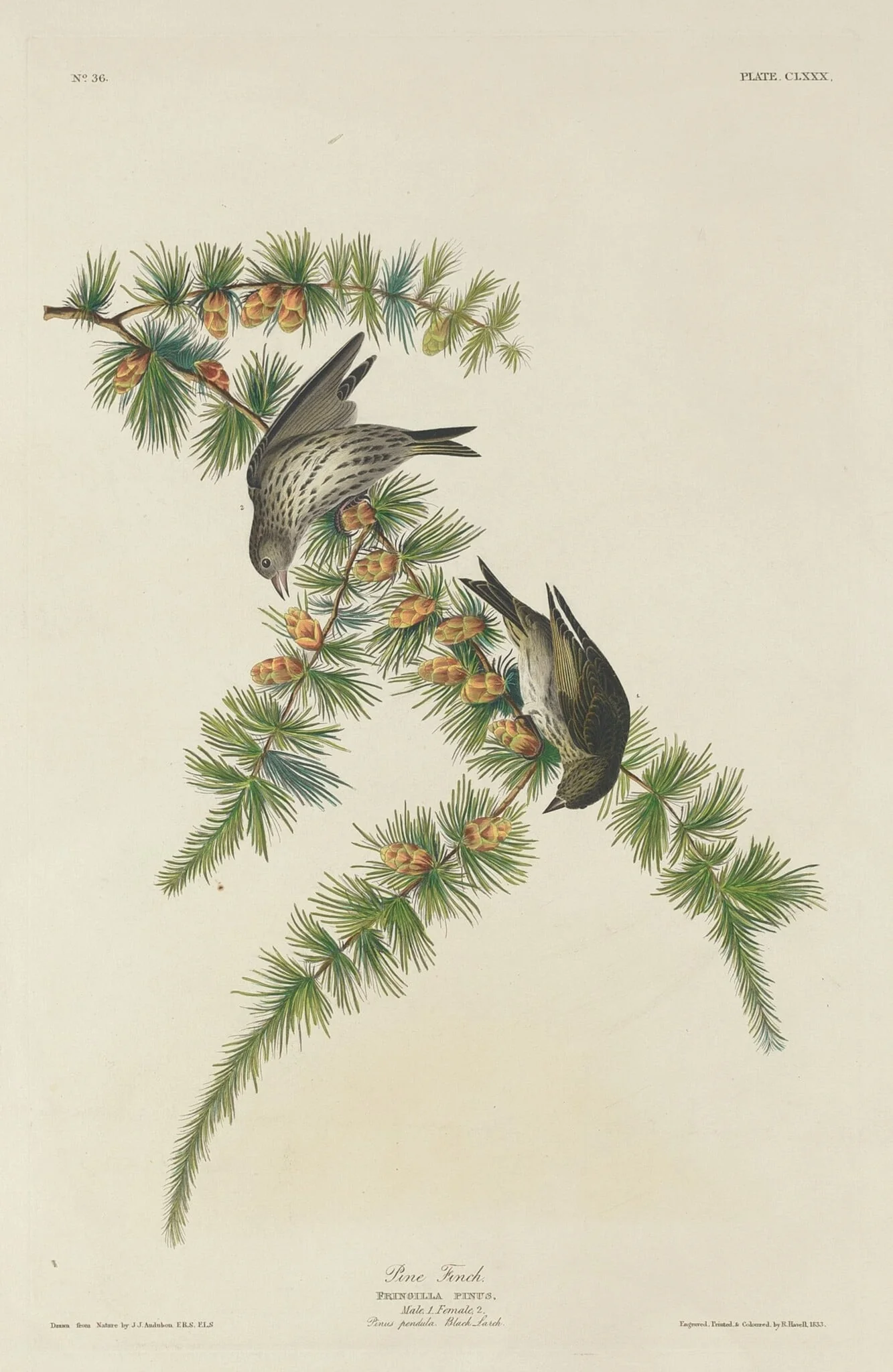 Pine Finch