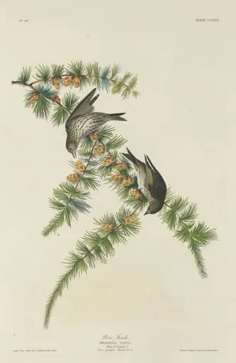 Pine Finch