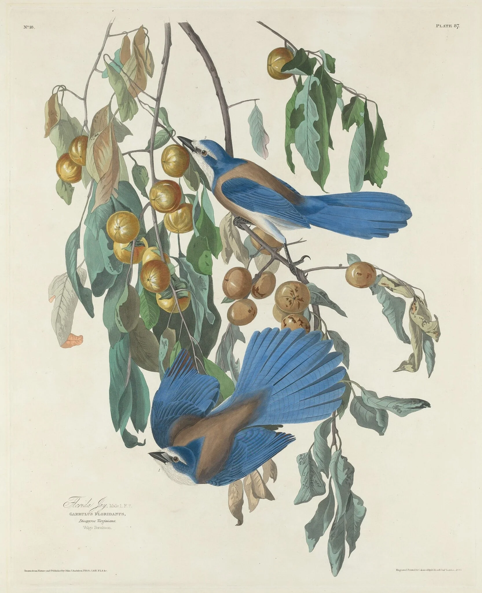 Florida Jays, by Robert Havell Jr., ink, 1830
