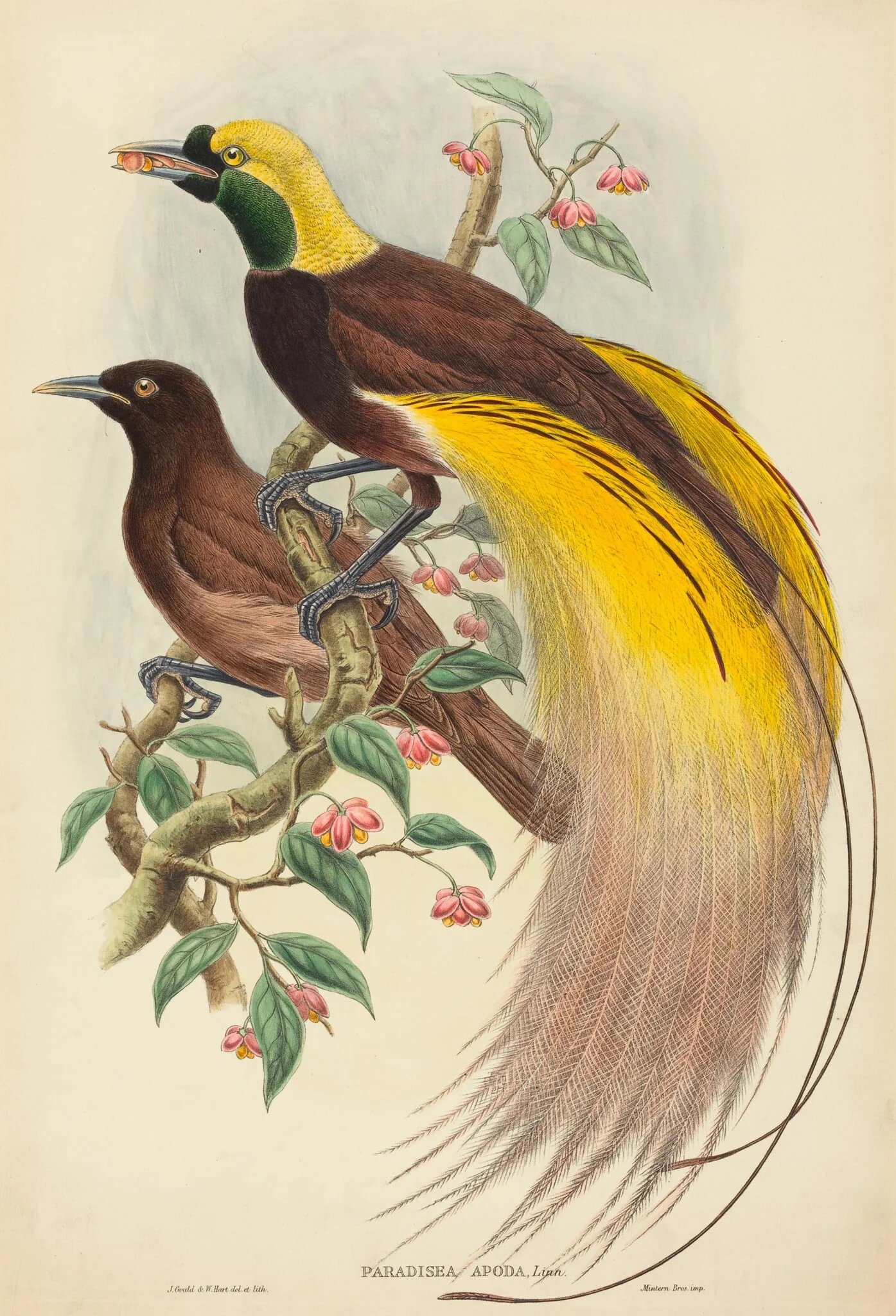 Bird of Paradise (Paradisea apoda), by John Gould, ink, 1882