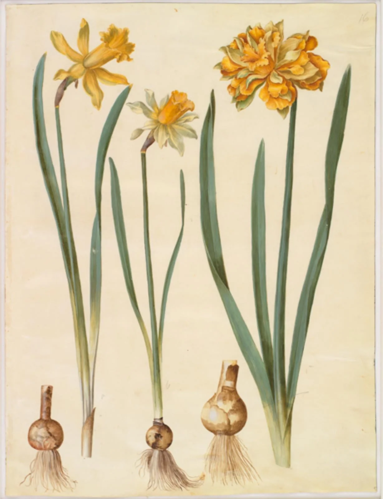 Narcissus pseudonarcissus major (stor påskelilje); Narcissus pseudonarcissus bicolor (tofarvet påskelilje); Narcissus pseudonarcissus