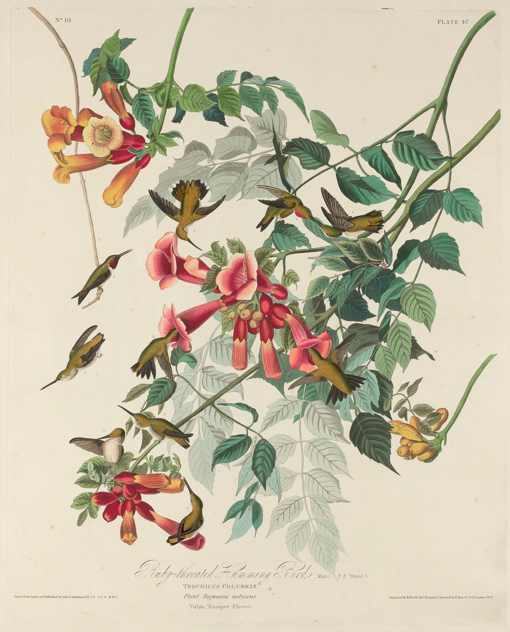 Ruby-throated Humming Bird