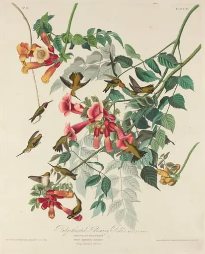 Ruby-throated Humming Bird