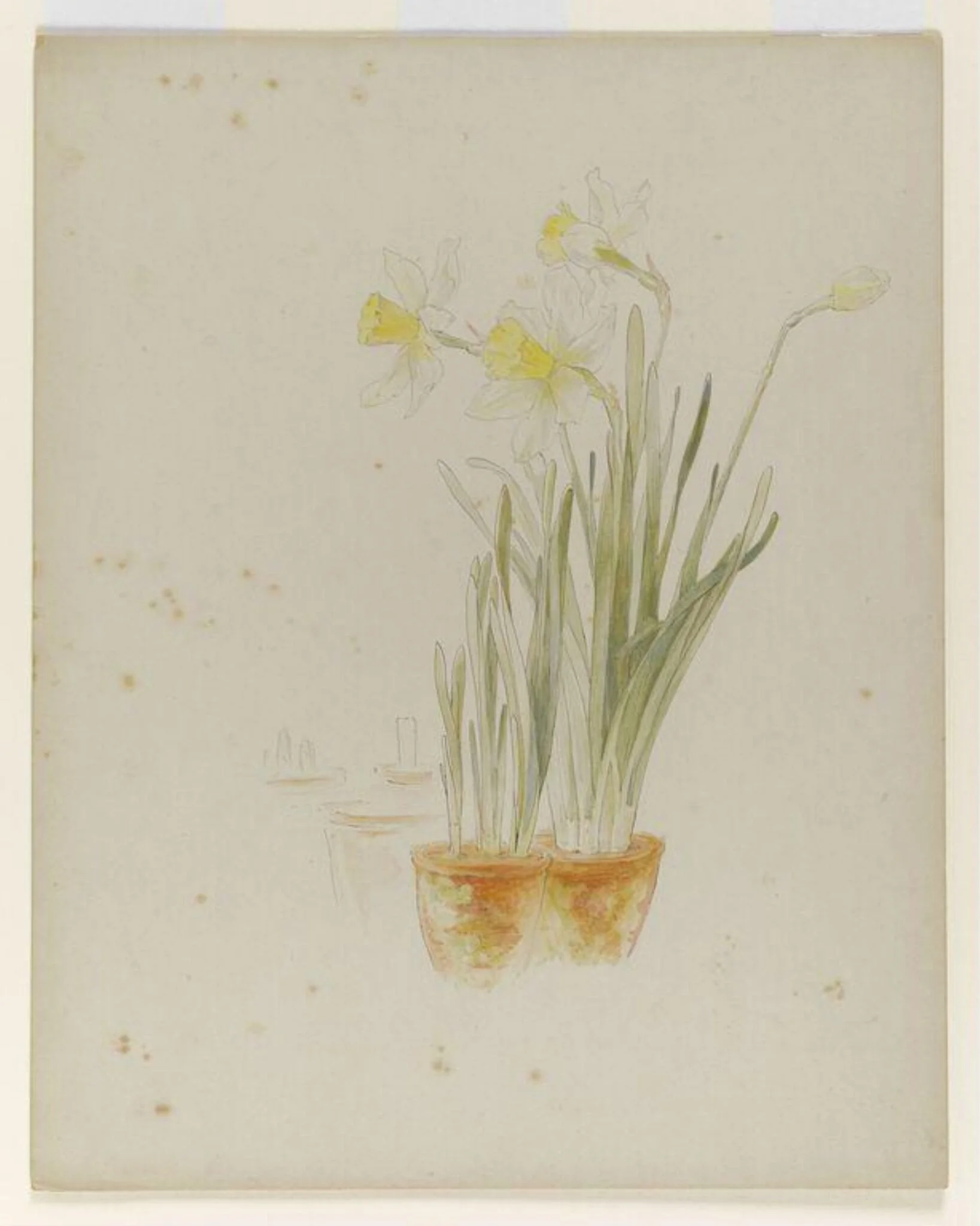 Daffodils and a bud in pots, by Beatrix Potter, watercolor, 1900