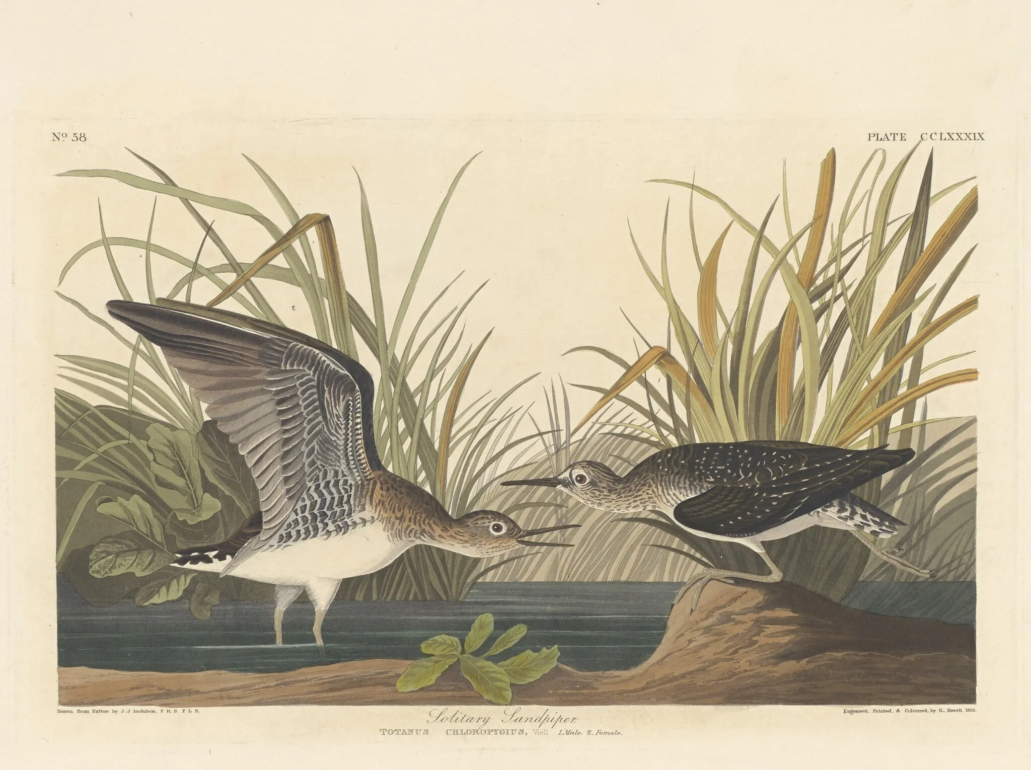 Solitary Sandpiper