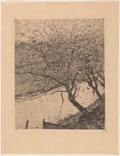 Apple Trees along the Side of a Ditch
