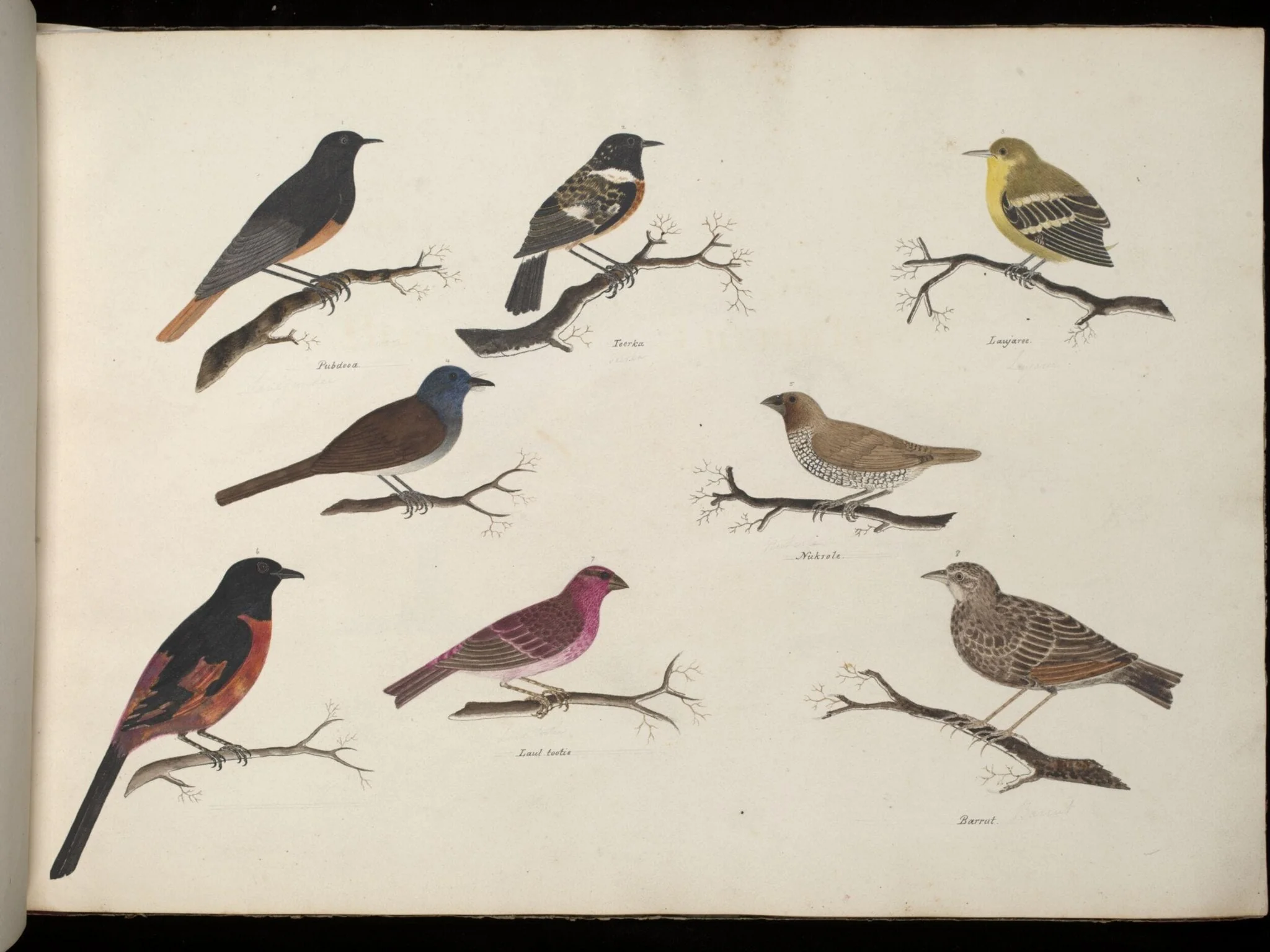 Eight birds