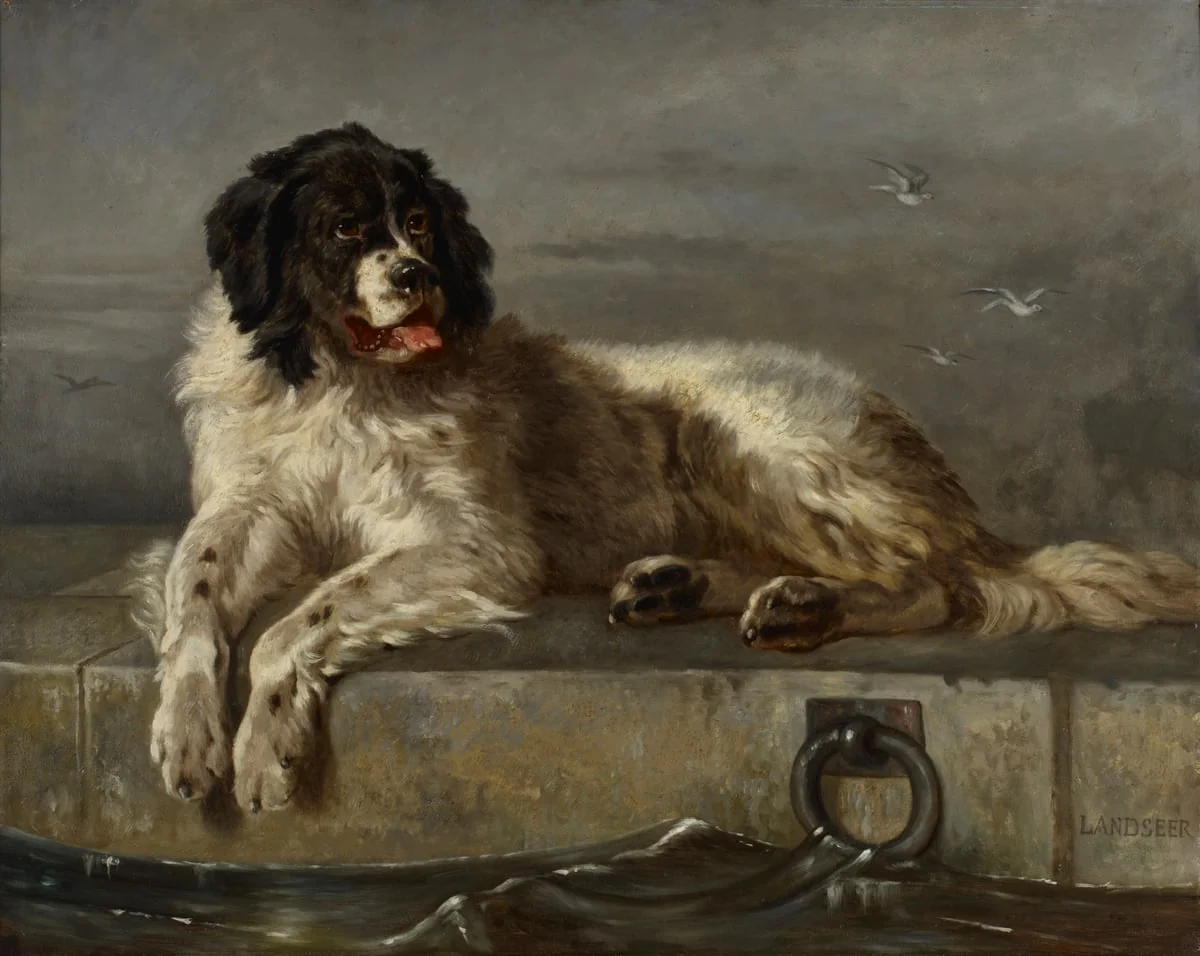 Newfoundlandinkoira