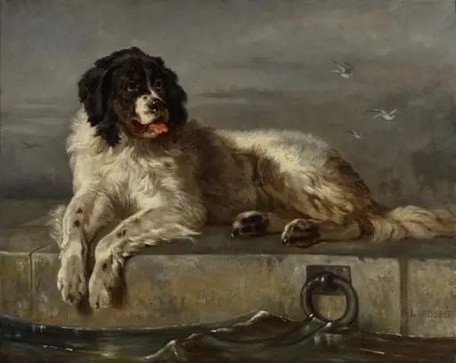 Newfoundlandinkoira