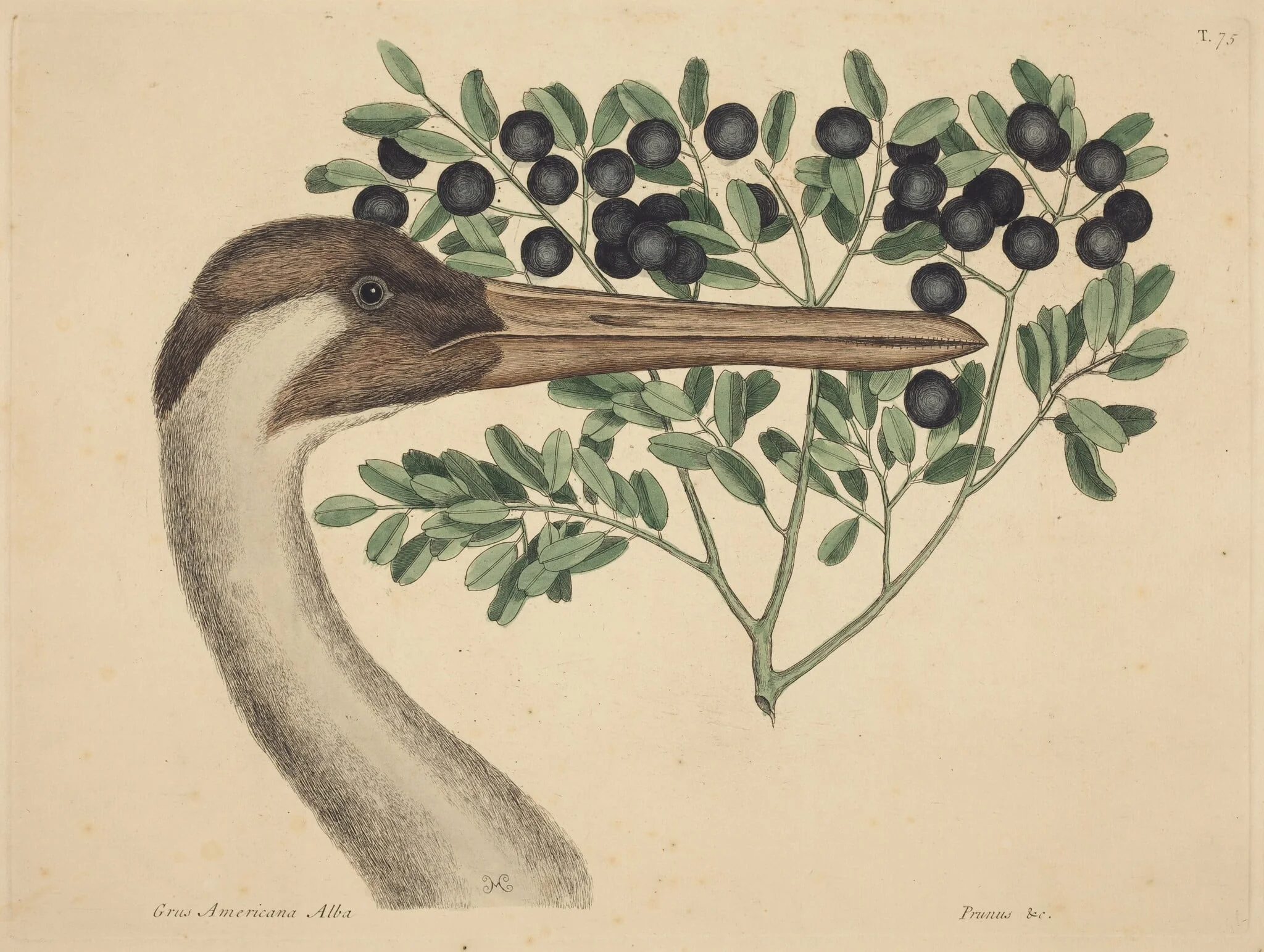 The Hooping Crane (Ardea Americana), by Mark Catesby, ink, 1737