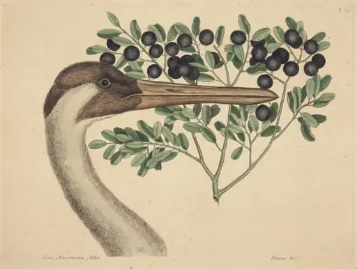 The Hooping Crane (Ardea Americana)