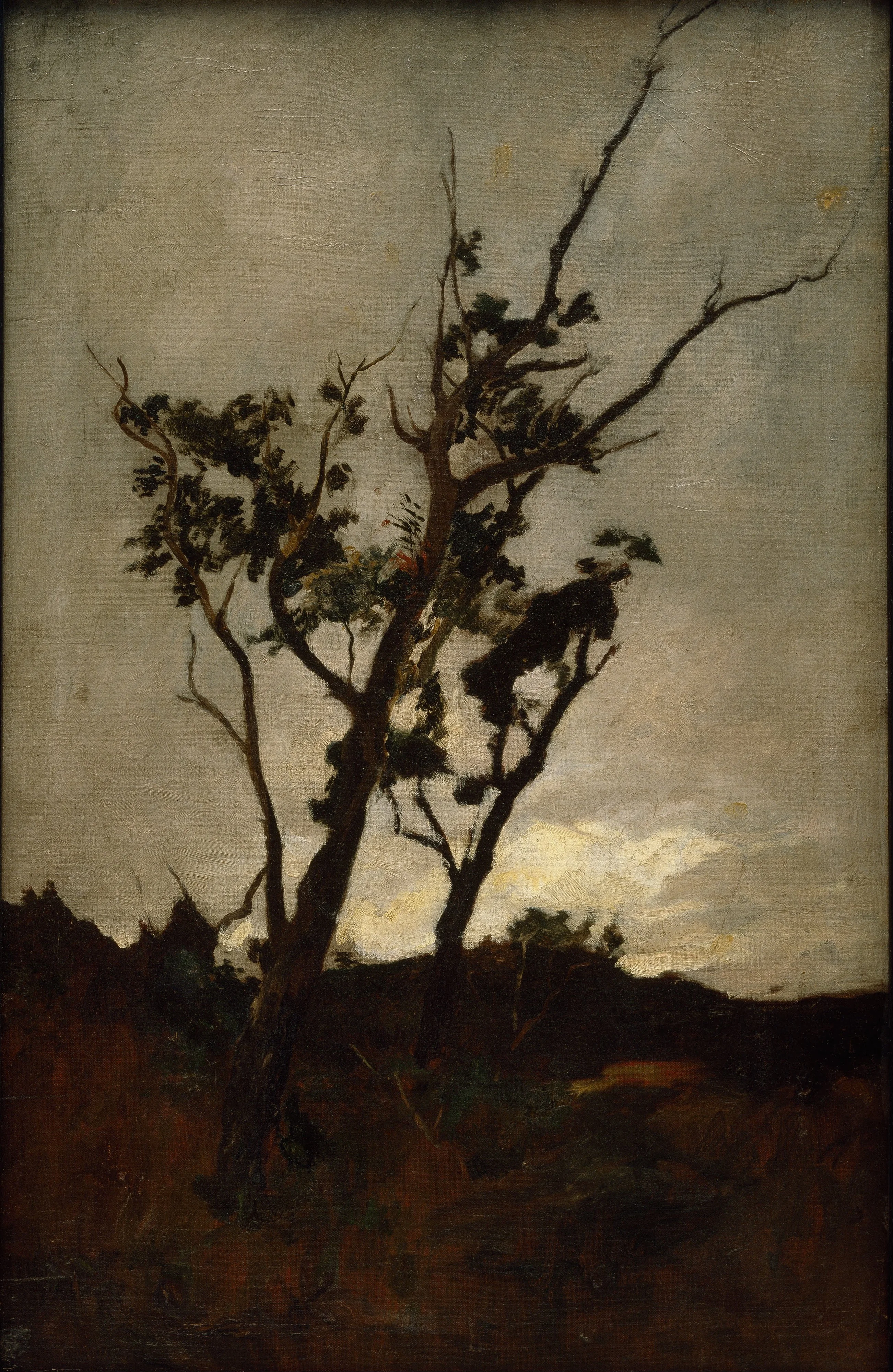 Tree study, by Petrus Van der Velden, oil, 1897