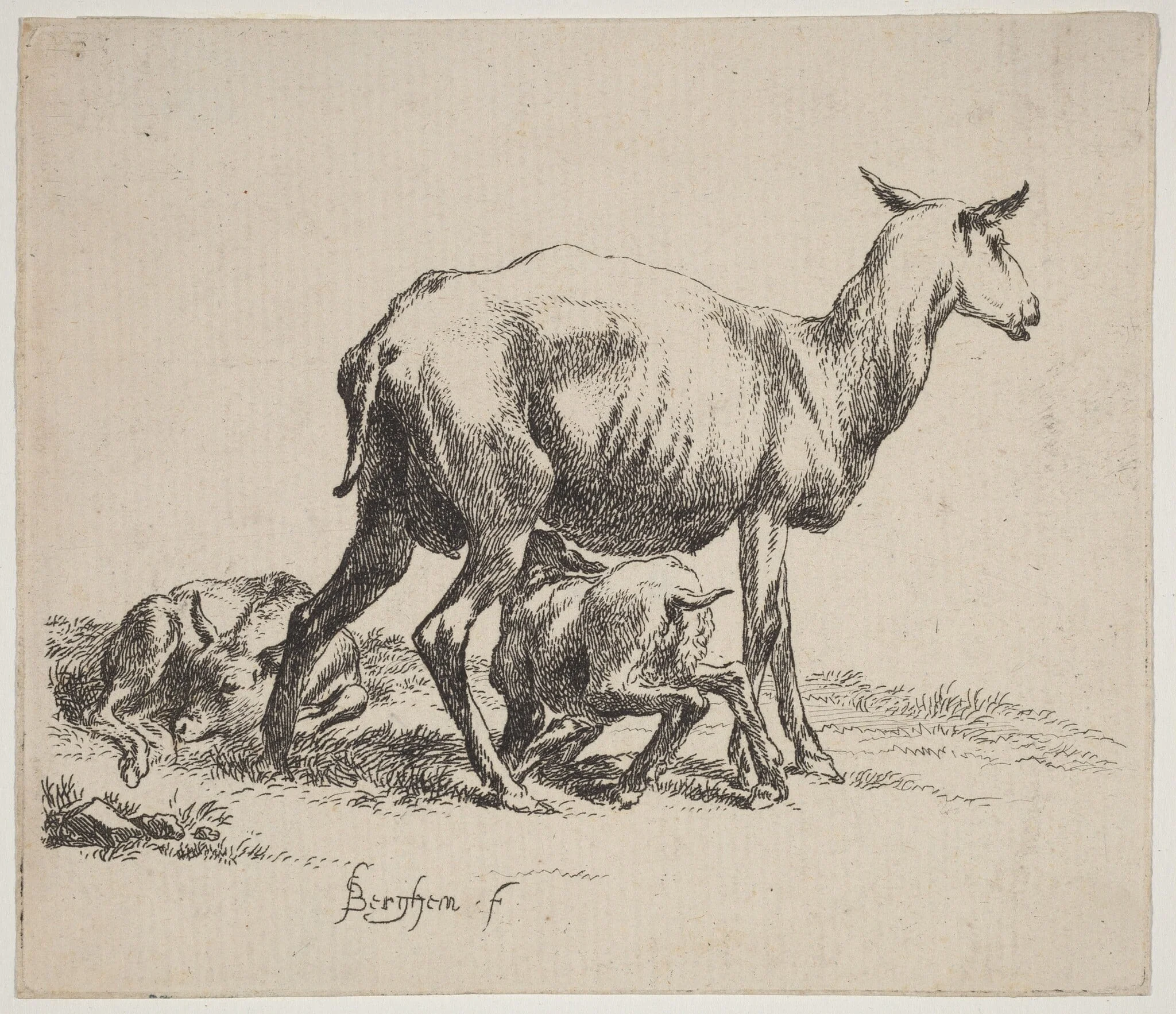 Ewe Nursing Her Lamb, by Nicolaes Pieterszoon Berchem, ink, 1640