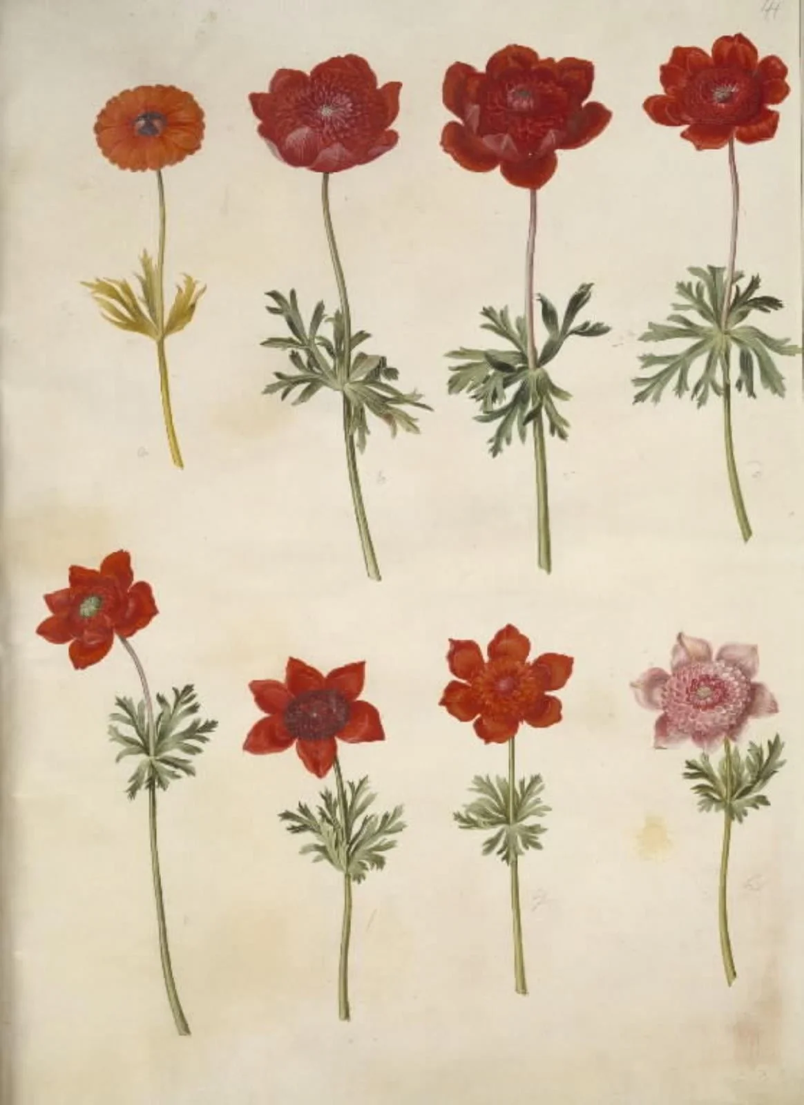 Anemone ×fulgens (skinnende anemone); Anemone coronaria (fransk anemone), by Unknown, unspecified, 1654