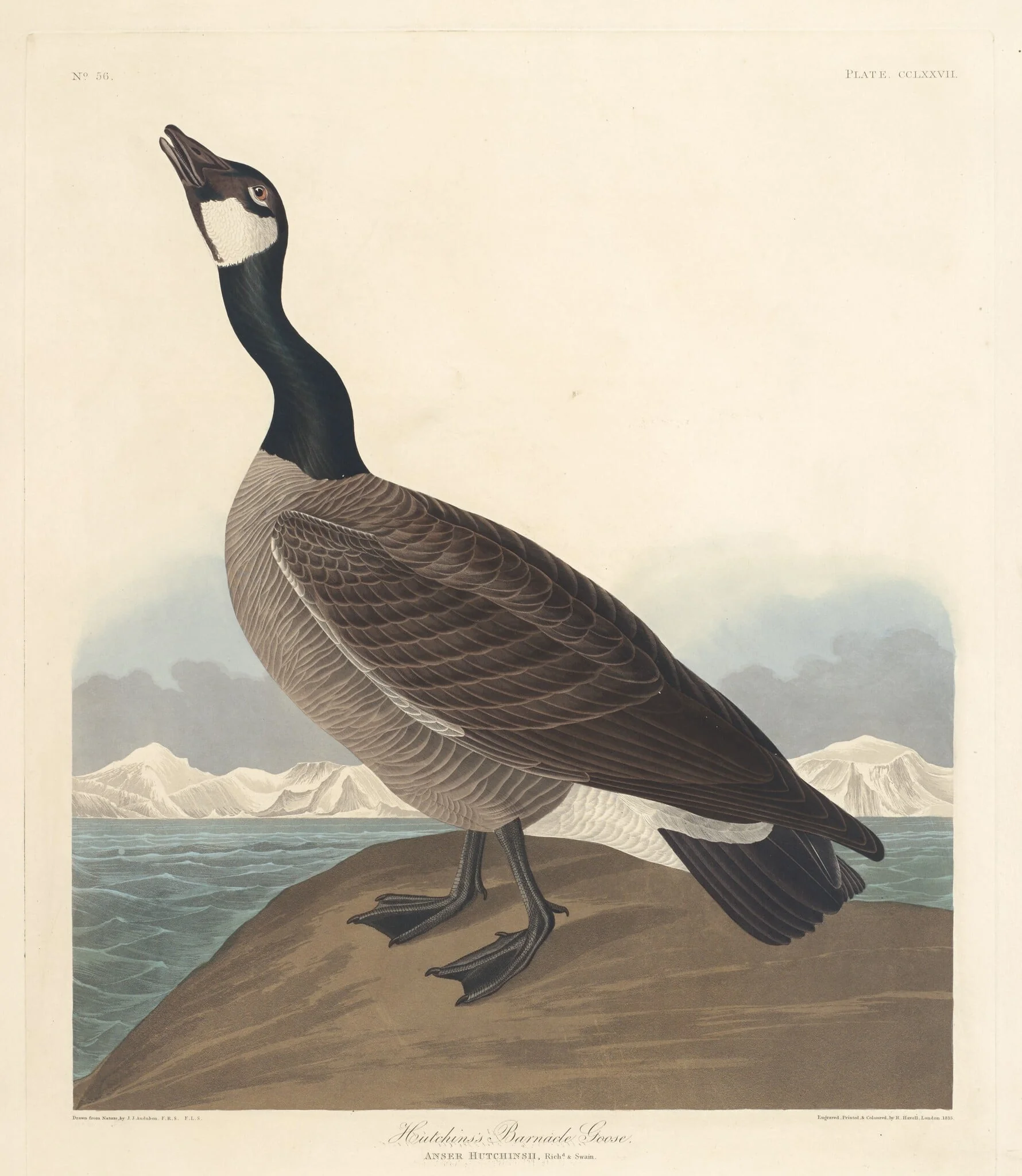 Hutchin's Barnacle Goose, by Robert Havell Jr., ink, 1835