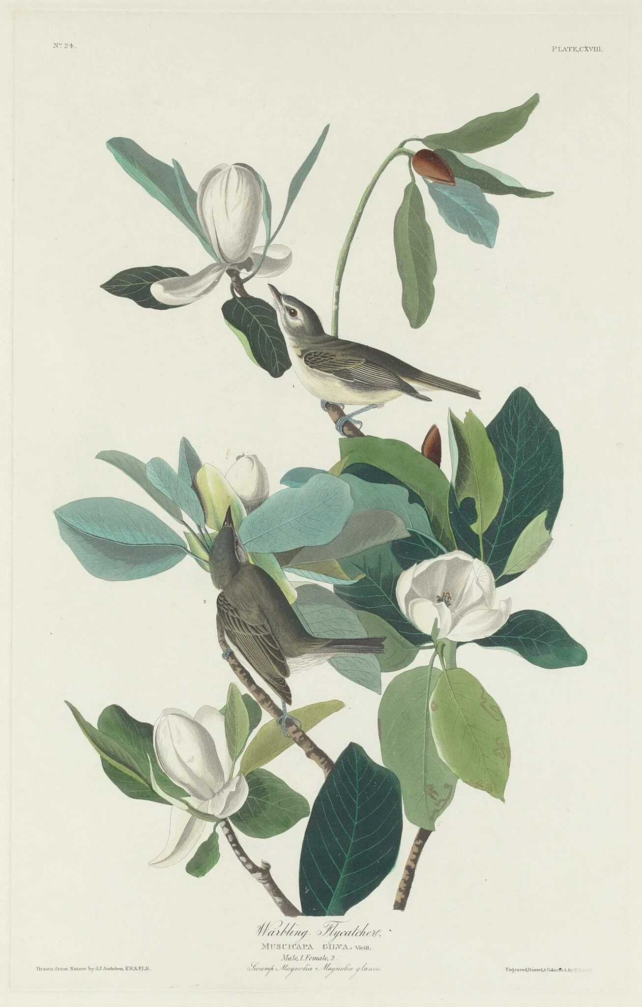 Warbling Flycatcher