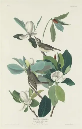 Warbling Flycatcher