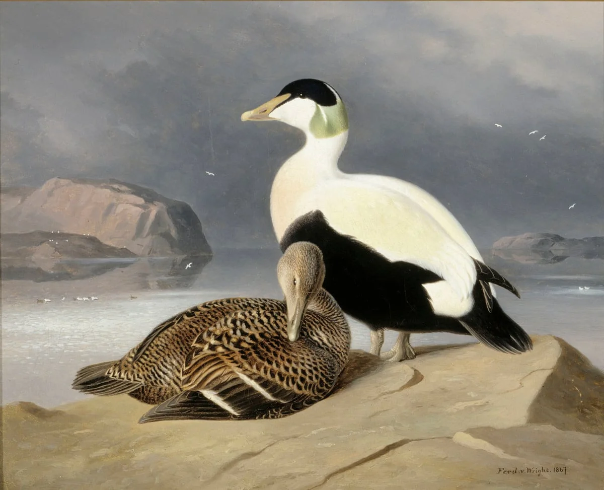 Kaksi haahkaa, by Ferdinand von Wright, unspecified