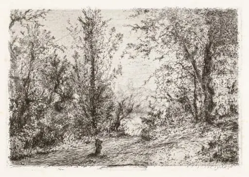 Forest on Lago Maggiore [Foresta sul Lago Maggiore]