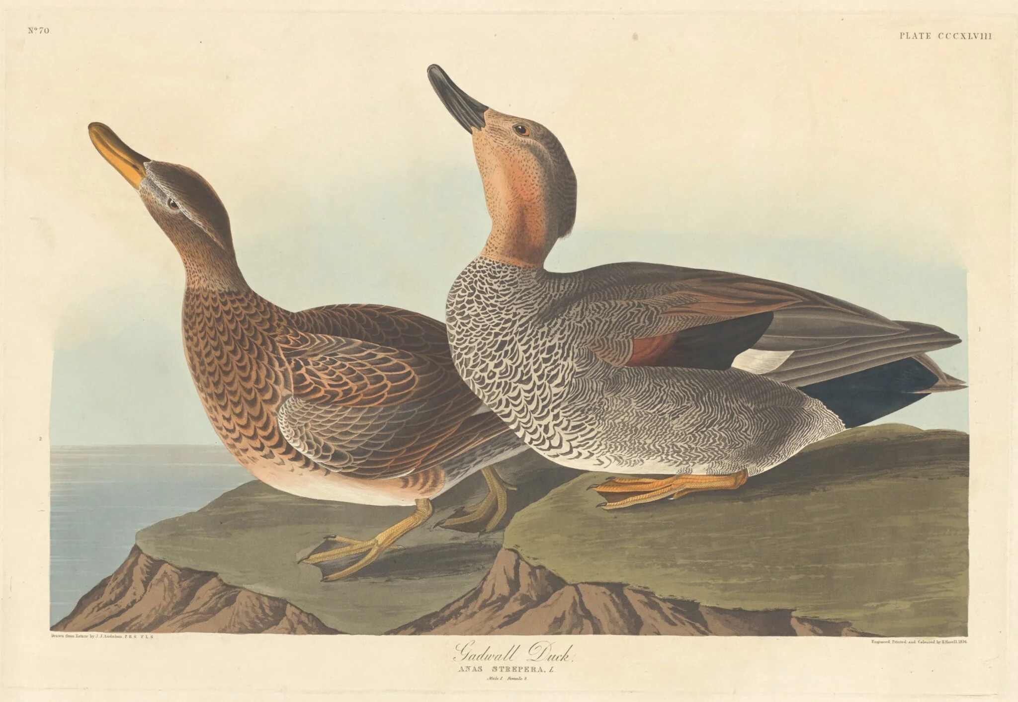 Gadwall Duck, by Robert Havell Jr., ink, 1836