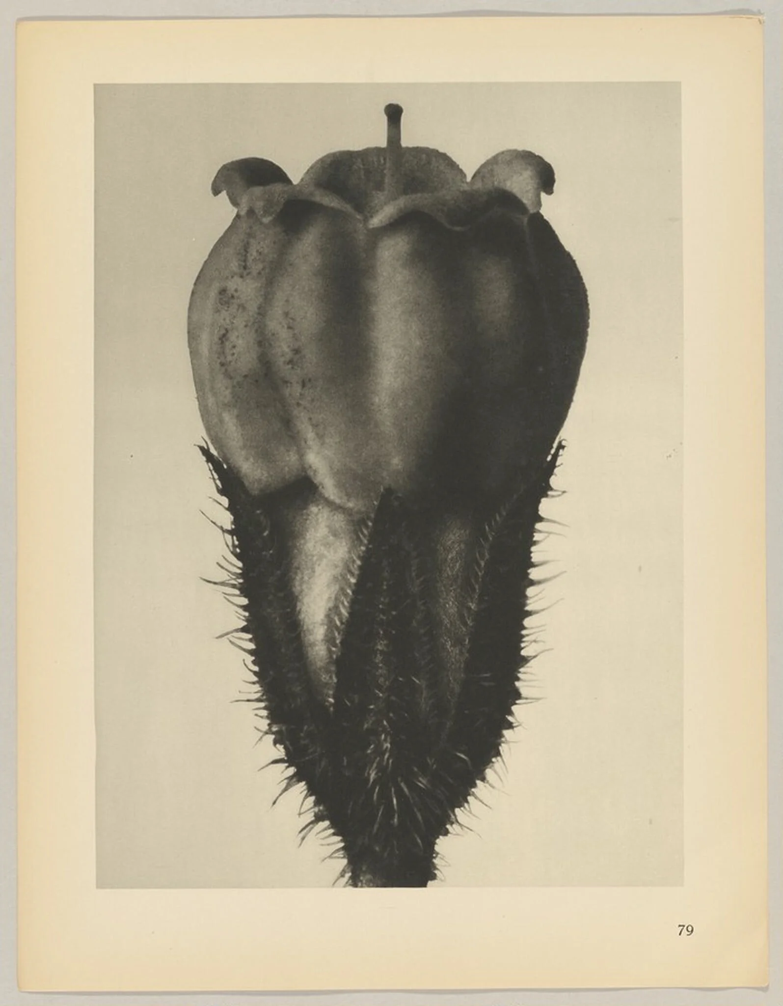 Symphytum officinale