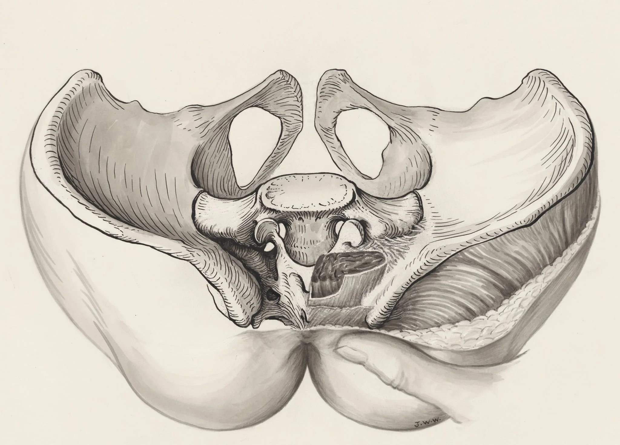 Cross section of the pelvis, by J Wetselaar-Whittaker, 1970